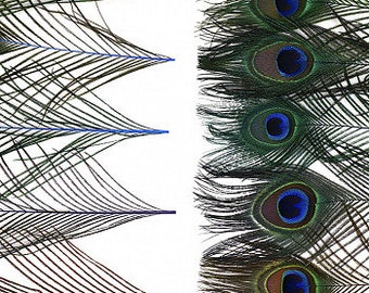 Mix Dyed JEWEL Toned Peacock Feathers 8-15 inches long Dyed Over Natural Peacock 100 Feathers Bulk ZUCKER®