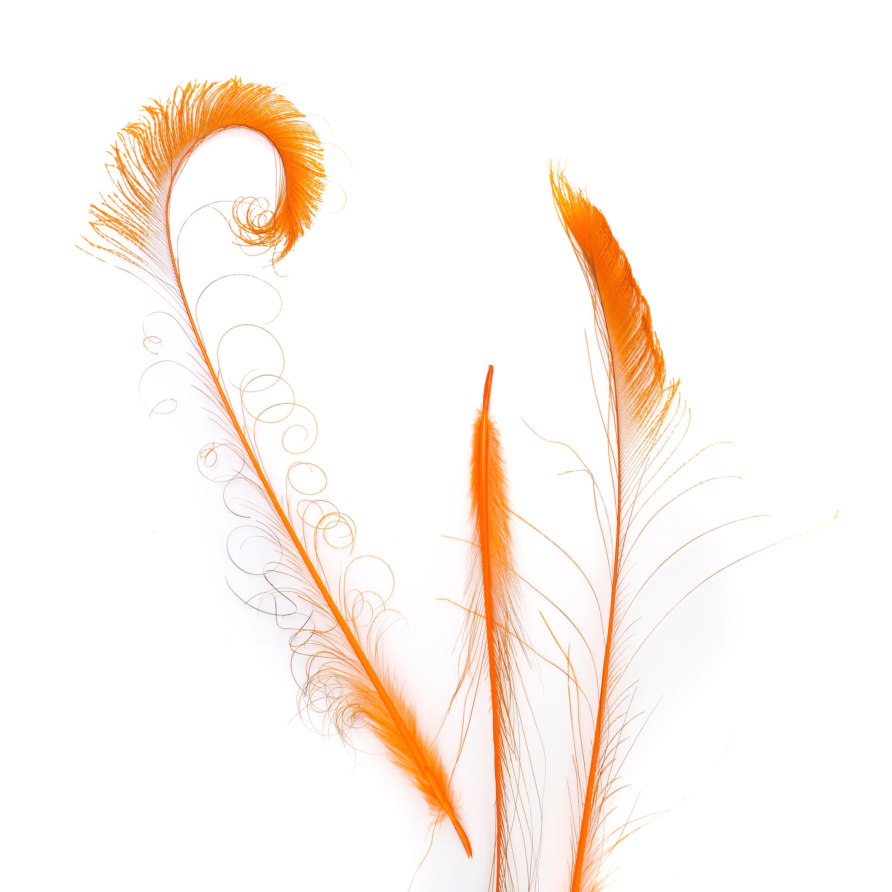 Bleach Dyed Peacock Sword Feathers 10 to 100 Pieces 1525 ORANGE Floral Decor, Millinery