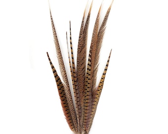 Long Pheasant Feathers, 16-30 inch Natural Ringneck & Golden Assorted Pheasant Tail Feathers 10 Pieces