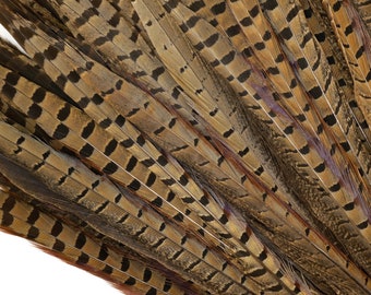Las plumas de faisán - Corto Masculino plumas de cola 12-14" - El color natural de Ringneck faisán plumas de cola ZUCKER® 100 piezas