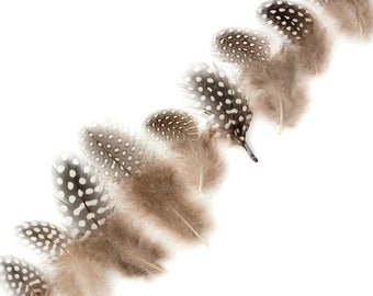 Guinea Feathers, Natural Black and White 1-4” Guinea Hen Polka Dot Loose Plumage Feathers & Craft Supply ZUCKER®