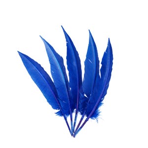 Puede incluir: Un grupo de seis plumas azul vibrante sobre un fondo blanco. Las plumas son largas y delgadas, con un tono azul profundo y un ligero brillo. Los cañones son de un azul más oscuro.