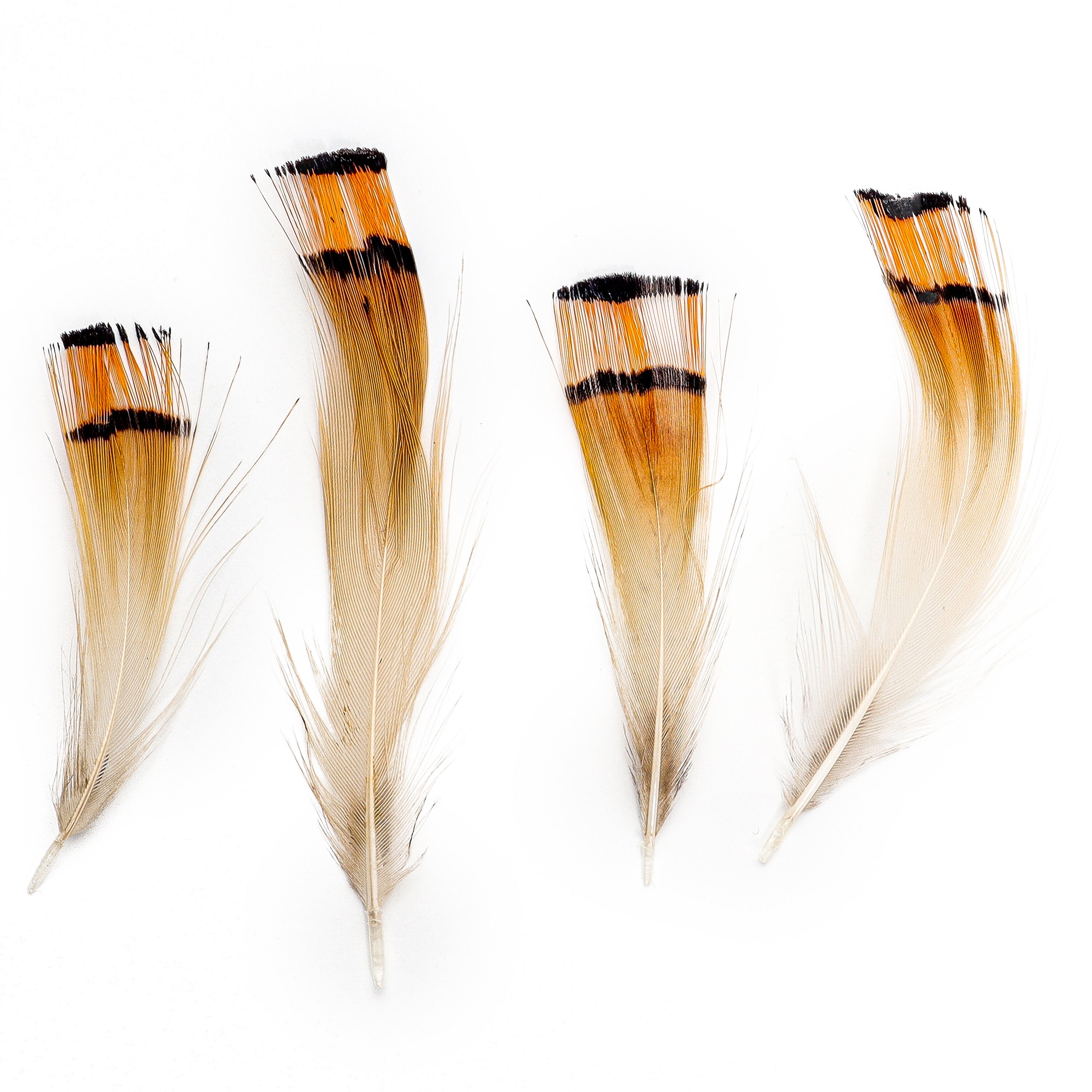 Pheasant Feathers, Natural Golden Pheasant Crest Plumage, Loose Short