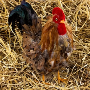 May include: A brown and gray rooster with a red comb and wattles stands on straw. The rooster has a long, flowing tail with black and green feathers.