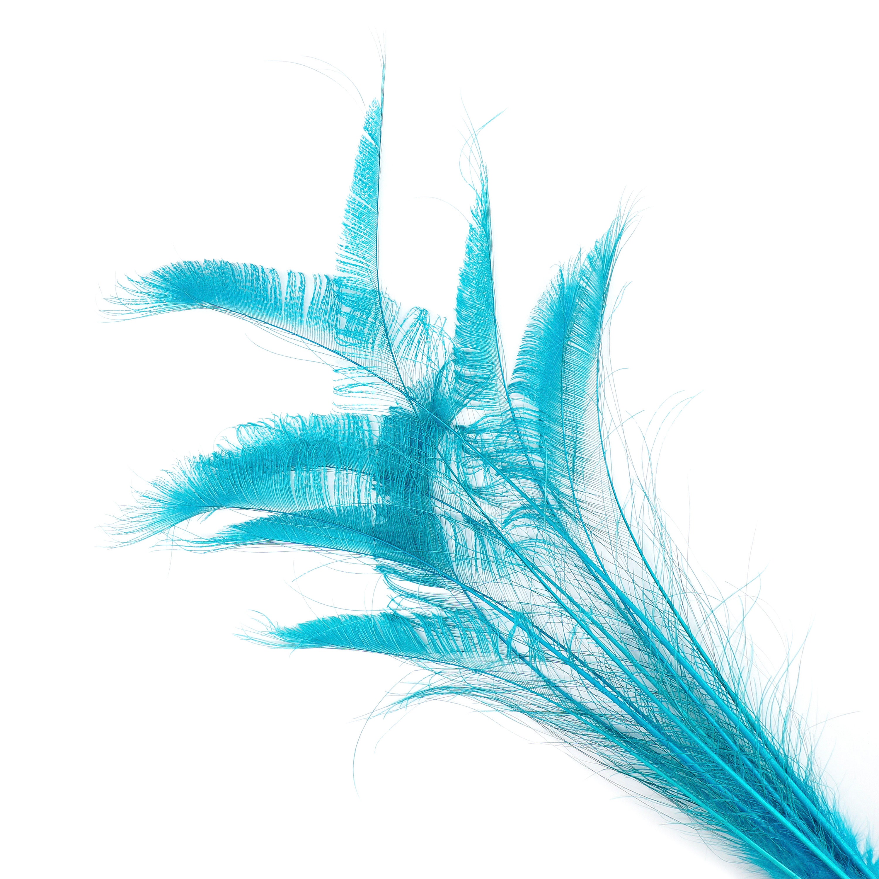 Bleach Dyed Peacock Sword Feathers 10 to 100 Pieces 1525 Dark AQUA, Floral Decor, Millinery