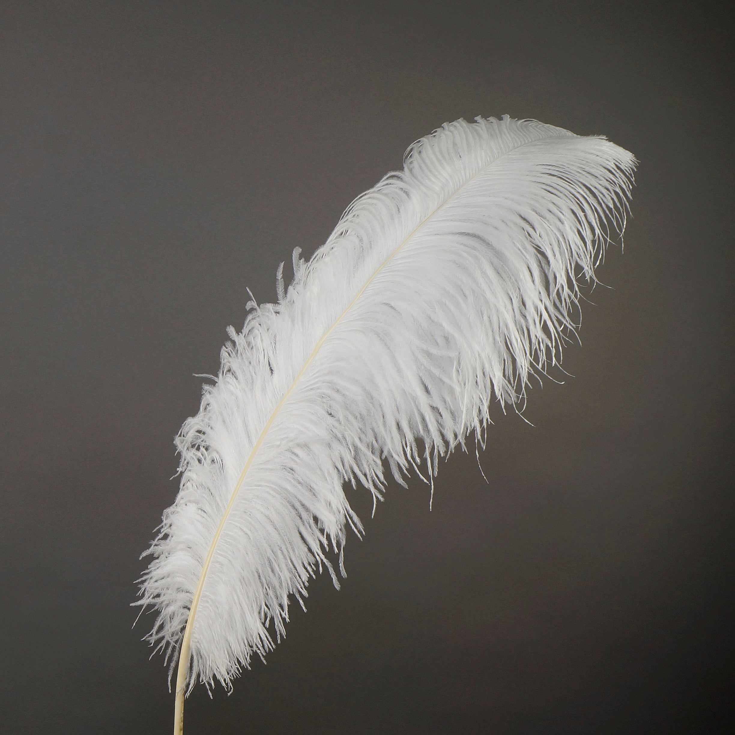 Large Ostrich Feathers 1725, 1 to 25 Pieces Prime Ostrich Femina Wing