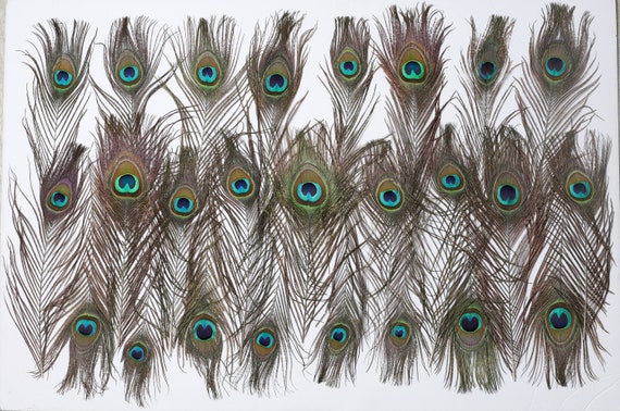 Natural Peacock Feather 15 inch Big Tail Eyes Feathers Wedding Home Decor