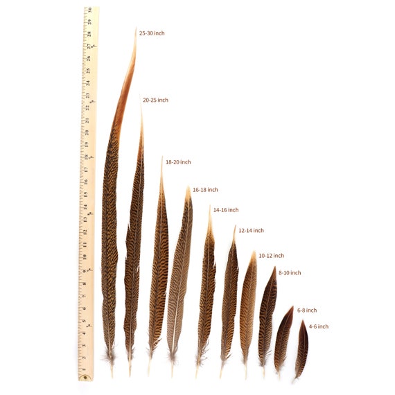 Wholesale Tail Feathers , 50 Pieces 20-25 Natural Golden Pheasant Tail Wholesale  Feathers bulk : 3290 