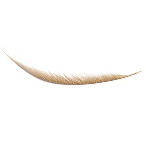 May include: A single, curved feather against a white background. The feather has a light brown, speckled pattern on the lower portion, transitioning to white along the edge. The feather's shape is long and slender, with a pointed tip.