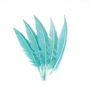 May include: A cluster of six turquoise feathers with white central shafts. The feathers are arranged in a fan shape against a white background. The feathers have a soft, fluffy texture at the base.
