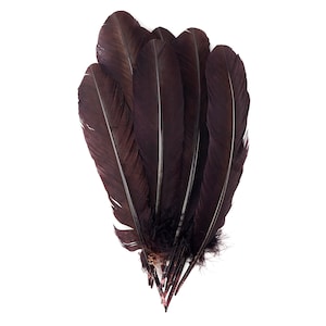 Plumas Turquía salvaje, natural Barred Quills 8-12” teñido candente por Sombrerería, colectores ideales, artes manuales, Decoraciones