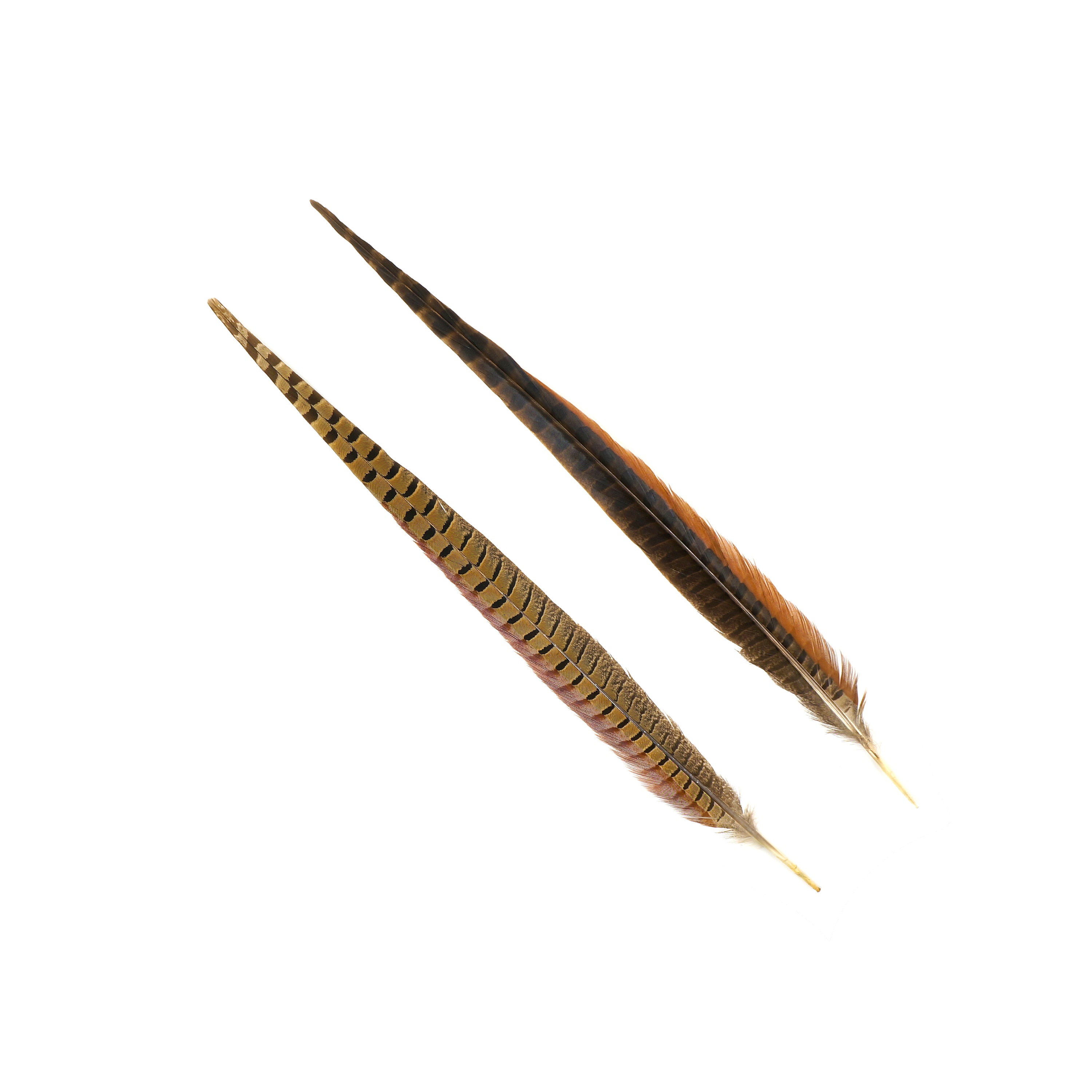 Plumas De Faisán Naturales - Pack De 10 Unidades, 25-30 Cm, Ideales Para Manualidades, Disfraces Y Decoración
