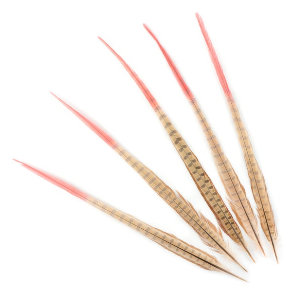 Beige and Coral Tipped Bleach Dyed Pheasant Feathers, 5 Two Tone Tail Feathers 20-24" Ombre Dyed Ringneck Pheasant Tail Feathers ZUCKER®