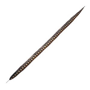 May include: A long, slender feather with a brown and tan pattern. The feather has a dark brown edge and a pointed tip. The feather is isolated on a white background.