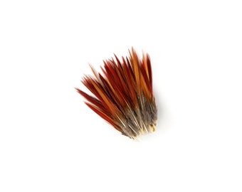 Golden Pheasant Feathers, 4-6" Natural  Pheasant Red Tip Loose Feathers For Crafting and Art Supplies ZUCKER®