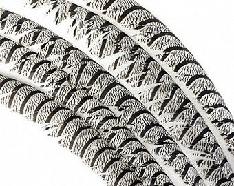 Natural Lady Amherst Pheasant Tail Feathers – 30-40" Millinery Supply, Zebra Stripe, 12 pieces