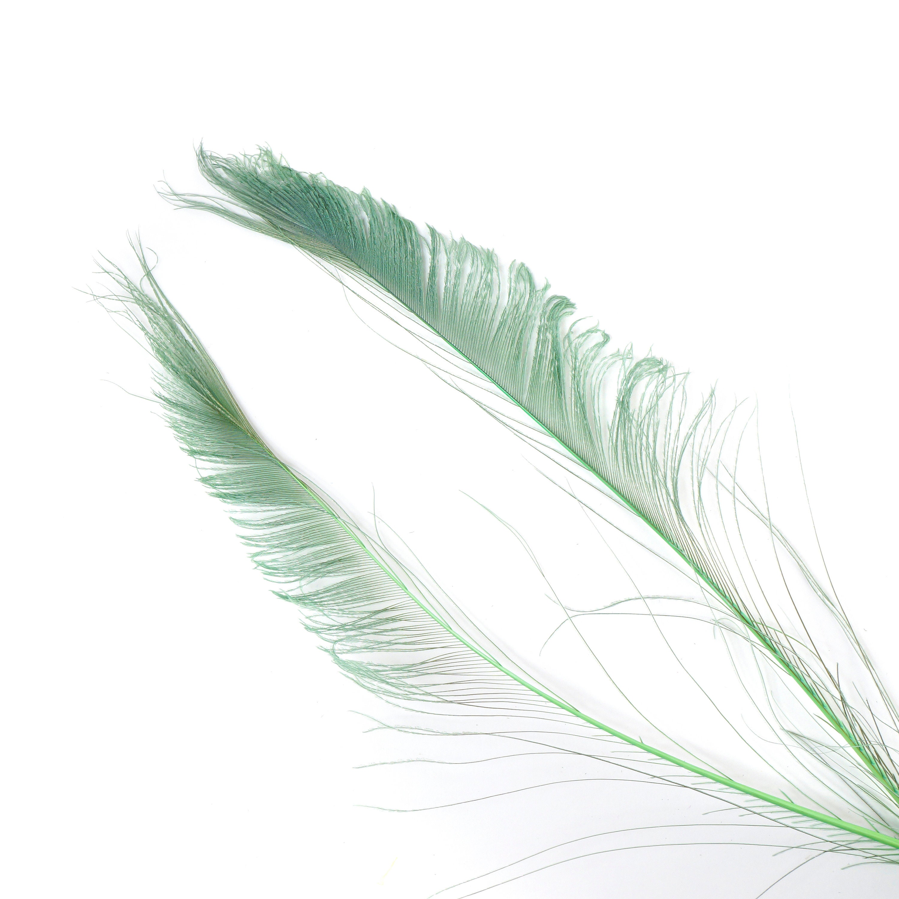 Bleach Dyed Peacock Sword Feathers 10 to 100 Pieces 1525 CELEDON Floral Decor, Millinery