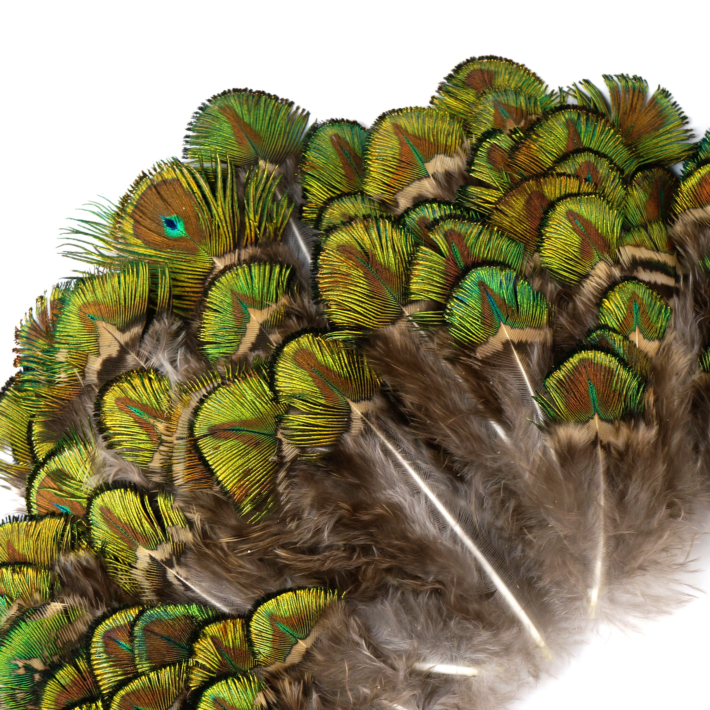 Download Peacock Feathers, Natural Green Gold Peacock Plumage ...