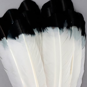Imitation Eagle Feathers, Bulk White with Black Tip Turkey Quills 8-12” for Millinery, Dream Catchers, Arts & Crafts, Decorations,  ZUCKER®