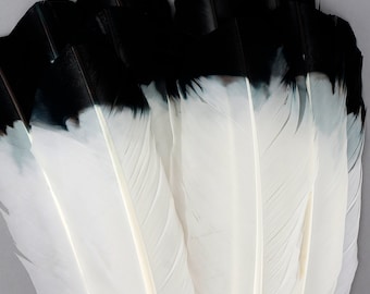 Imitation Eagle Feathers, Bulk White with Black Tip Turkey Quills 8-12” for Millinery, Dream Catchers, Arts & Crafts, Decorations,  ZUCKER®