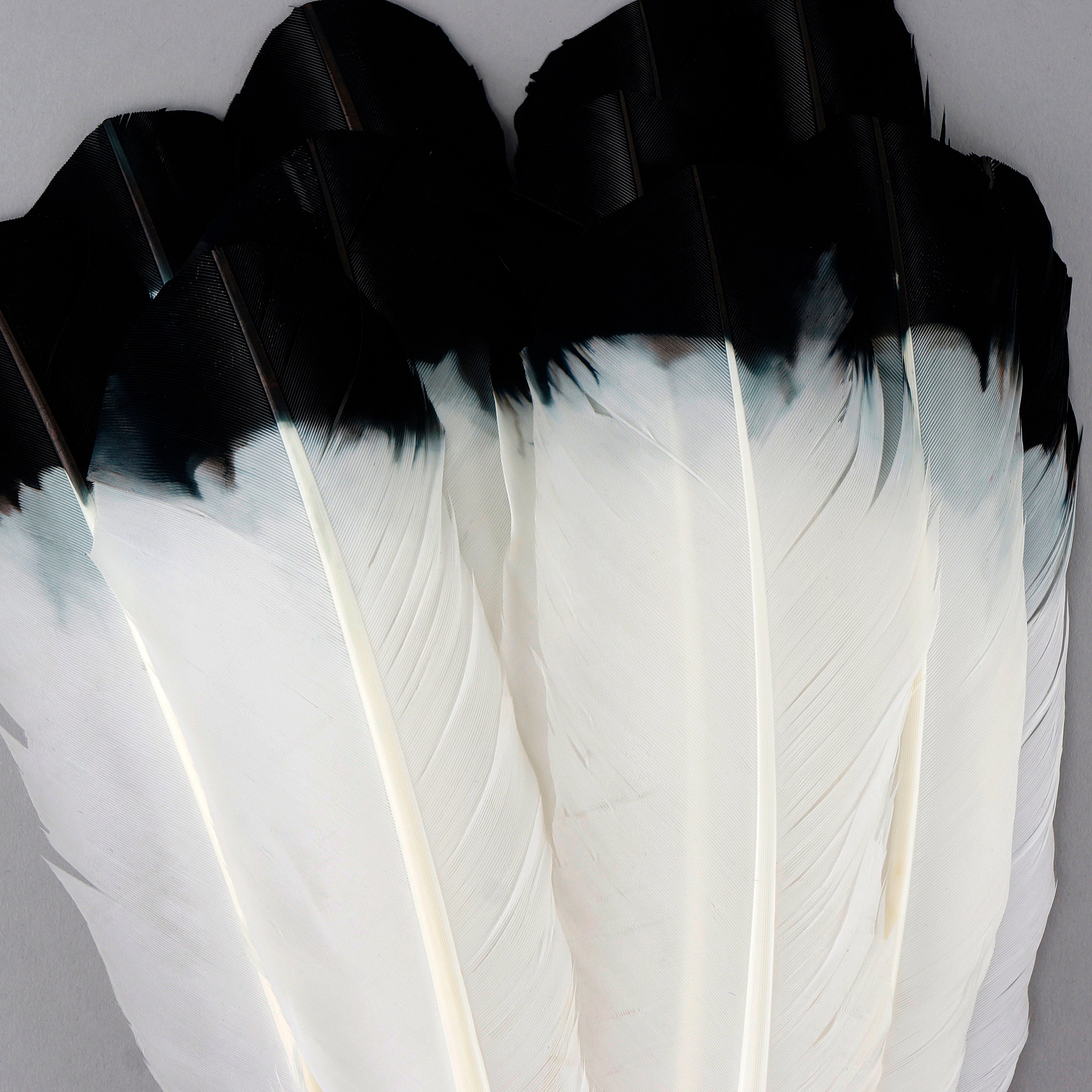 Black Feathers for Craft (8 grams)