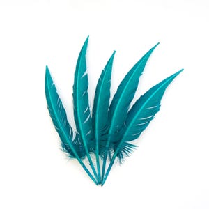 May include: Five teal-colored feathers arranged in a fan shape against a white background. The feathers have a central quill and delicate, feathery edges. The vibrant teal color is consistent across all feathers, creating a visually striking display.