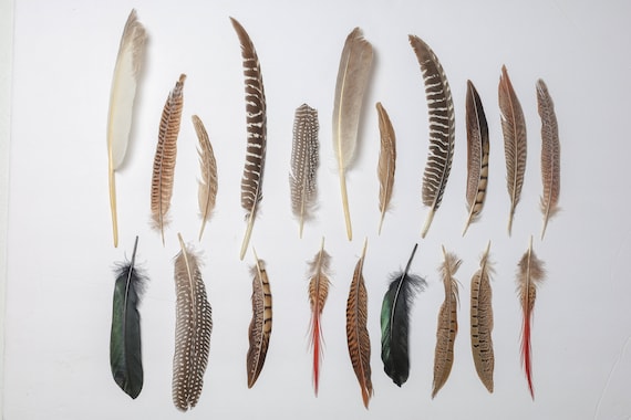 Feathers, Pheasant Feathers, Guinea Feathers, 6-12 Assortment of