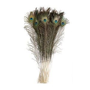 25pc/pkg 25-35&quot; Natural Peacock Feathers - Peacock Tail Feathers with Large Iridescent s ZUCKER®