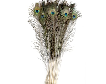 25pc/pkg 25-35" Natural Peacock Feathers - Peacock Tail Feathers with Large Iridescent s ZUCKER®