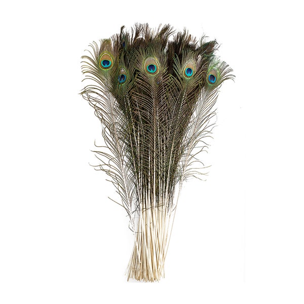 25pc/pkg 25-35" Natural Peacock Feathers - Peacock Tail Feathers with Large Iridescent s ZUCKER®