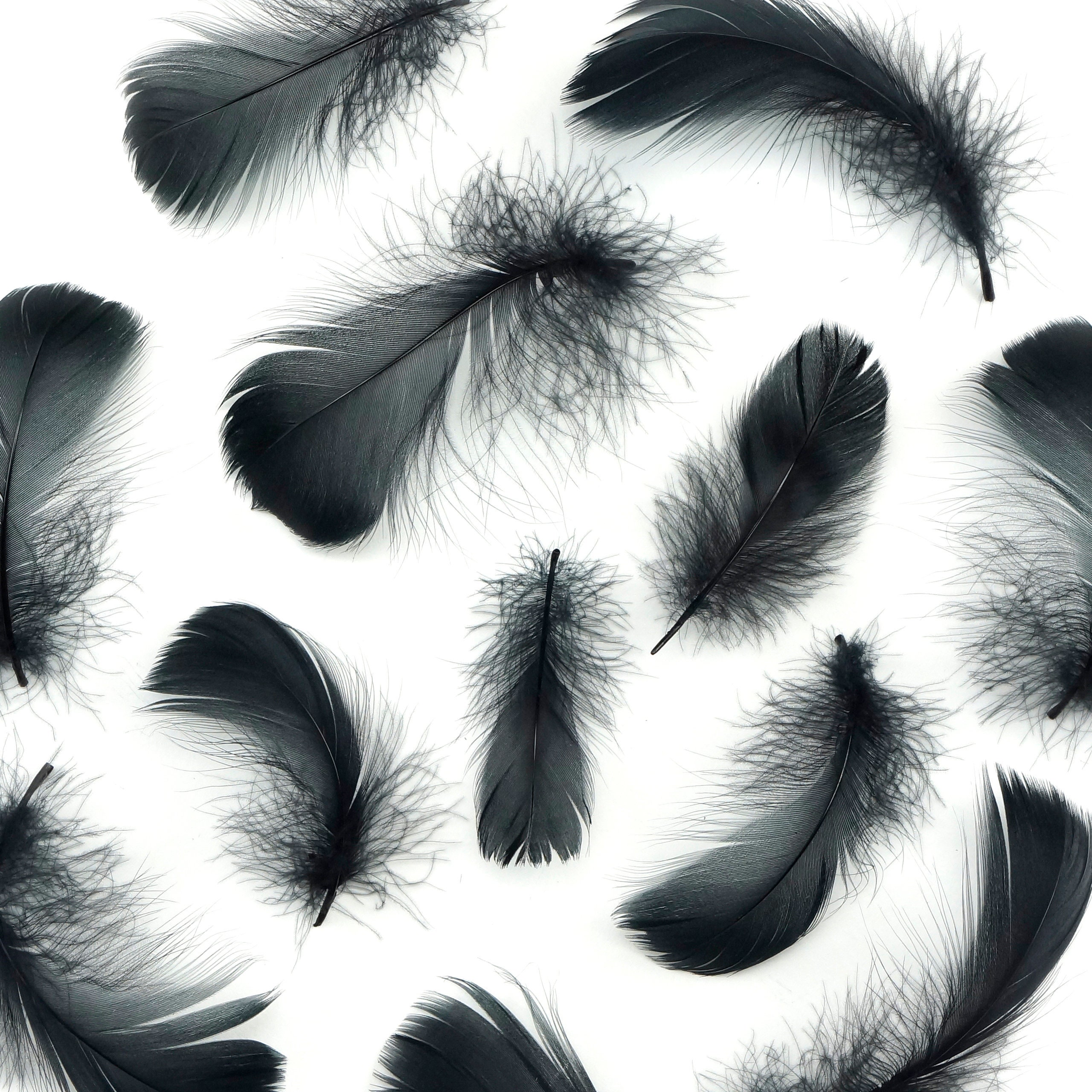 Goose Coquille Feathers, 35 Black Loose Goose Feathers, Small Feathers