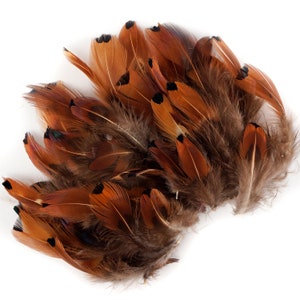 May include: A bunch of brown and black feathers with a mottled pattern. The feathers are arranged in a fan shape.