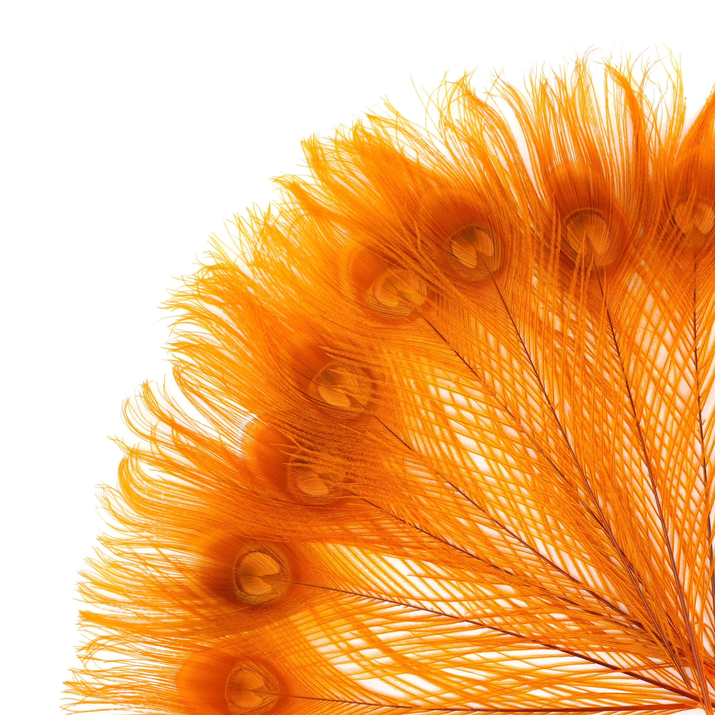 Peacock Feathers, 5 to 100 Pieces, ORANGE Bleached Dyed Tails, Peacock