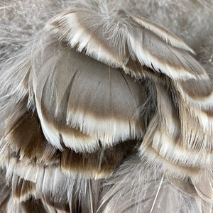 Goose Coquille Natural Grey Feathers 4-5&quot; Strung Goose Feathers Bulk 0.25LB (approx 1.5yds), Goose Plumage Feathers ZUCKER® USA