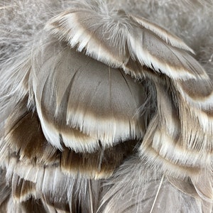 Goose Pallet Goose Loose Feathers Fancy Loose Goose Feathers 20pcs