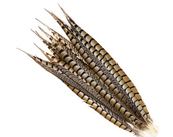 Tail Feathers, 12 pcs Natural 16-20" Lady Amherst Pheasant Feathers For Millinery, Fashion, Cultural Arts & Carnival Costume Design ZUCKER®