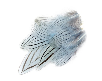 Light Blue Silver Pheasant Plumage, Unique Feathers, 1 DOZEN 2-4", Dyed Silver Pheasant Barred Plumage ZUCKER® Dyed & Sanitized USA