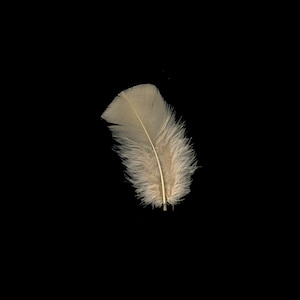 Turkey Feathers, Beige Loose Turkey Plumage Feathers, Short T-Base Body Feathers for Craft and Fly Fishing Supply ZUCKER®