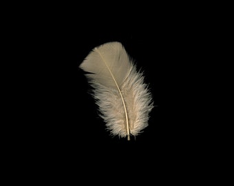 Turkey Feathers, Beige Loose Turkey Plumage Feathers, Short T-Base Body Feathers for Craft and Fly Fishing Supply ZUCKER®