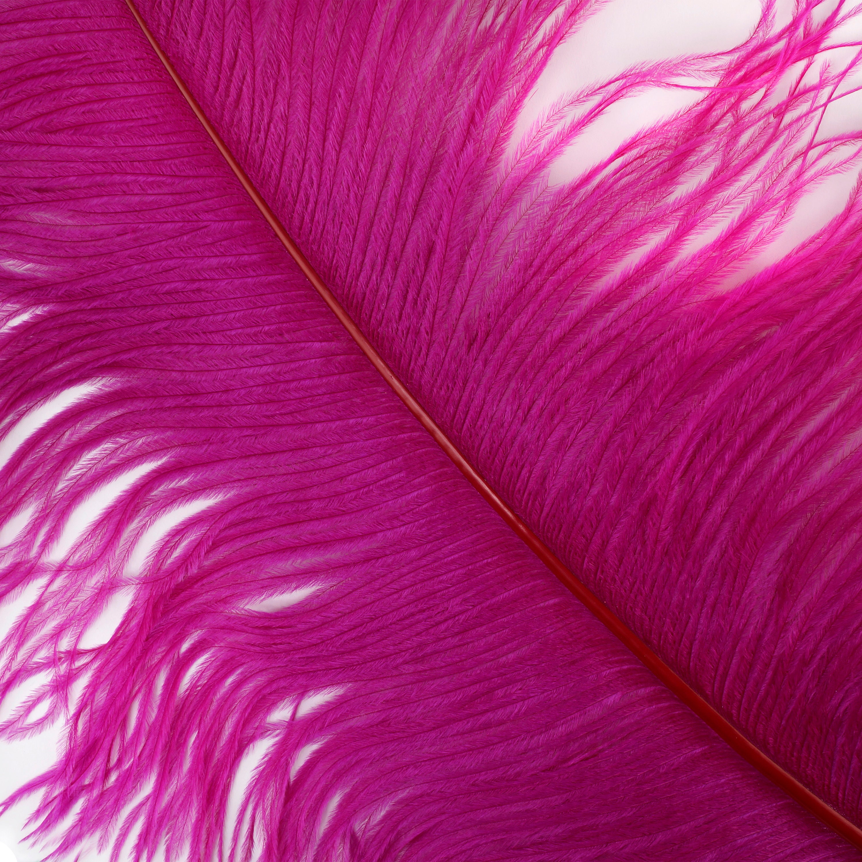 Large Ostrich Feathers 17-25, 1 to 25 Pieces Prime Ostrich Femina Wing  Plumes FUSCHIA, Wedding Centerpiece, Carnival Feathers ZUCKER® USA -   Norway