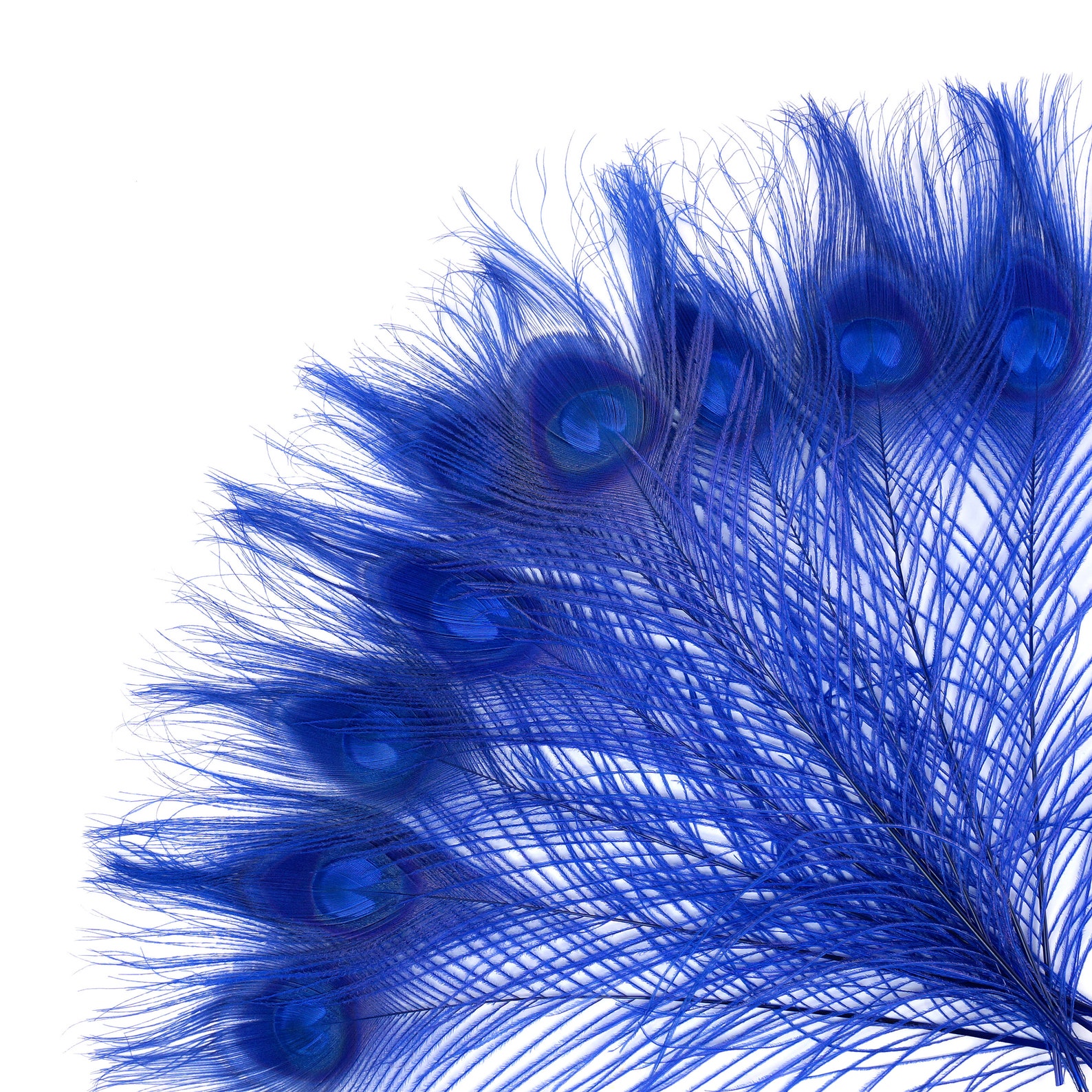peacock feathers for cats