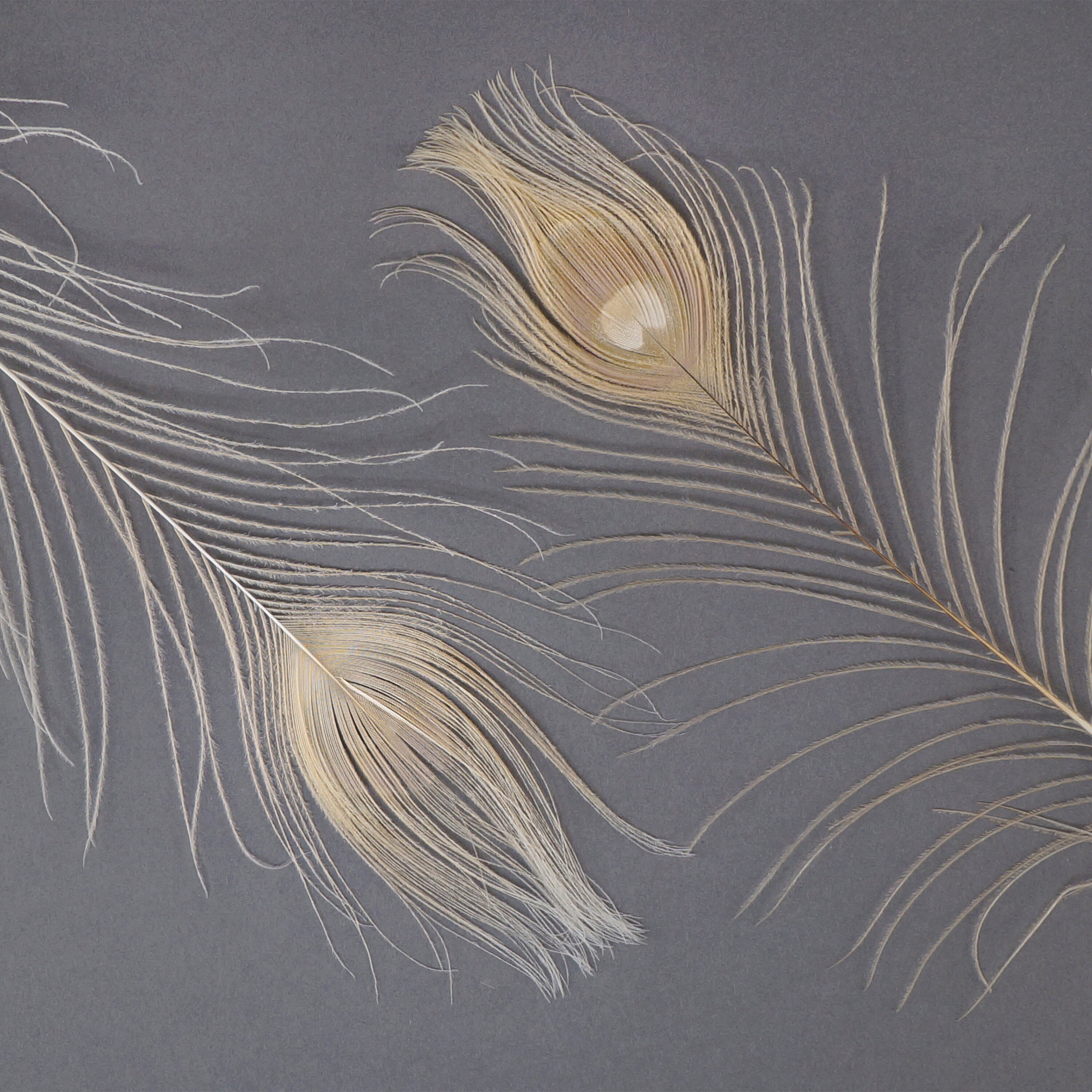 Peacock Feathers, 5 to 100 Pieces, IVORY Cream Bleached Dyed Tails