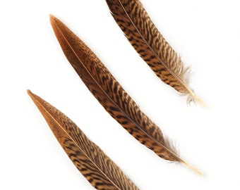 Natural Tail Feathers - 10PCS Short Golden Pheasant 6-8"  - Natural Color Golden Pheasant Tail Feathers ZUCKER®