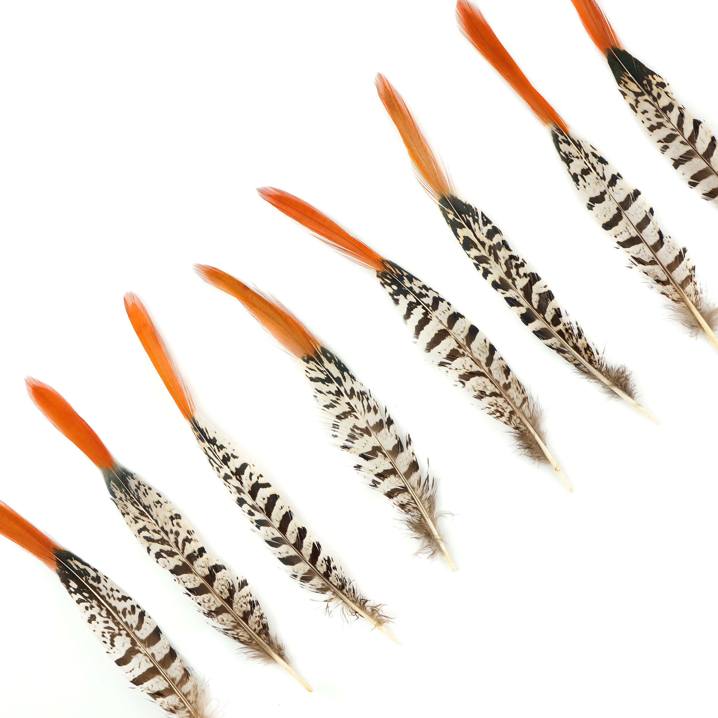 Craft/Hats/Costume 5 Pcs LADY AMHERST PHEASANT Feathers 10-16" Top Quality! 