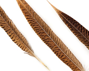 Natural Tail Feathers - 100PCS Short Golden Pheasant 10-12" - Natural Color Golden Pheasant Tail Feathers ZUCKER®