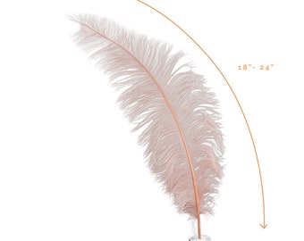 Ostrich Feathers, Champagne Ostrich Feather Spads 18-24", Centerpiece Floral Supplies, Carnival & Costume Feathers ZUCKER®