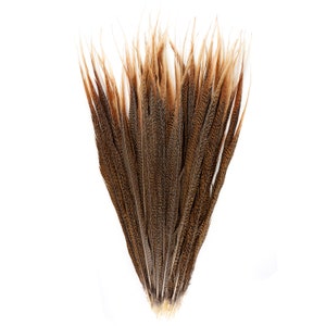 May include: A bunch of brown and black pheasant feathers with a light brown tip. The feathers are arranged in a fan shape.
