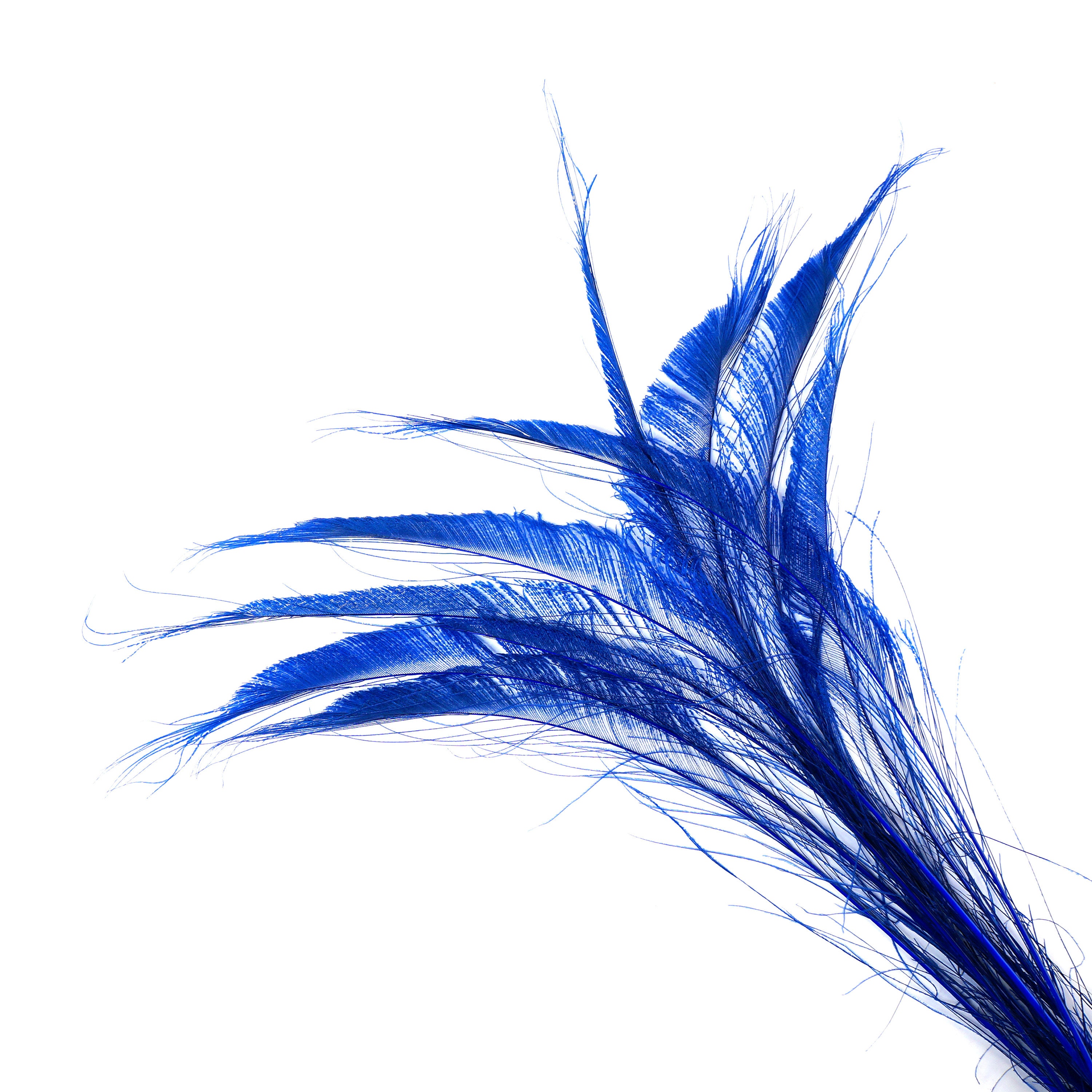 Bleach Dyed Peacock Sword Feathers 10 to 100 Pieces 1525 ROYAL Blue, Floral Decor, Millinery