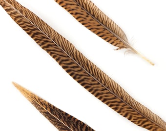 Natural Tail Feathers - Short Golden Pheasant 12-14" - 10 to 100 pcs - Natural Color Golden Pheasant Tail Feathers ZUCKER®