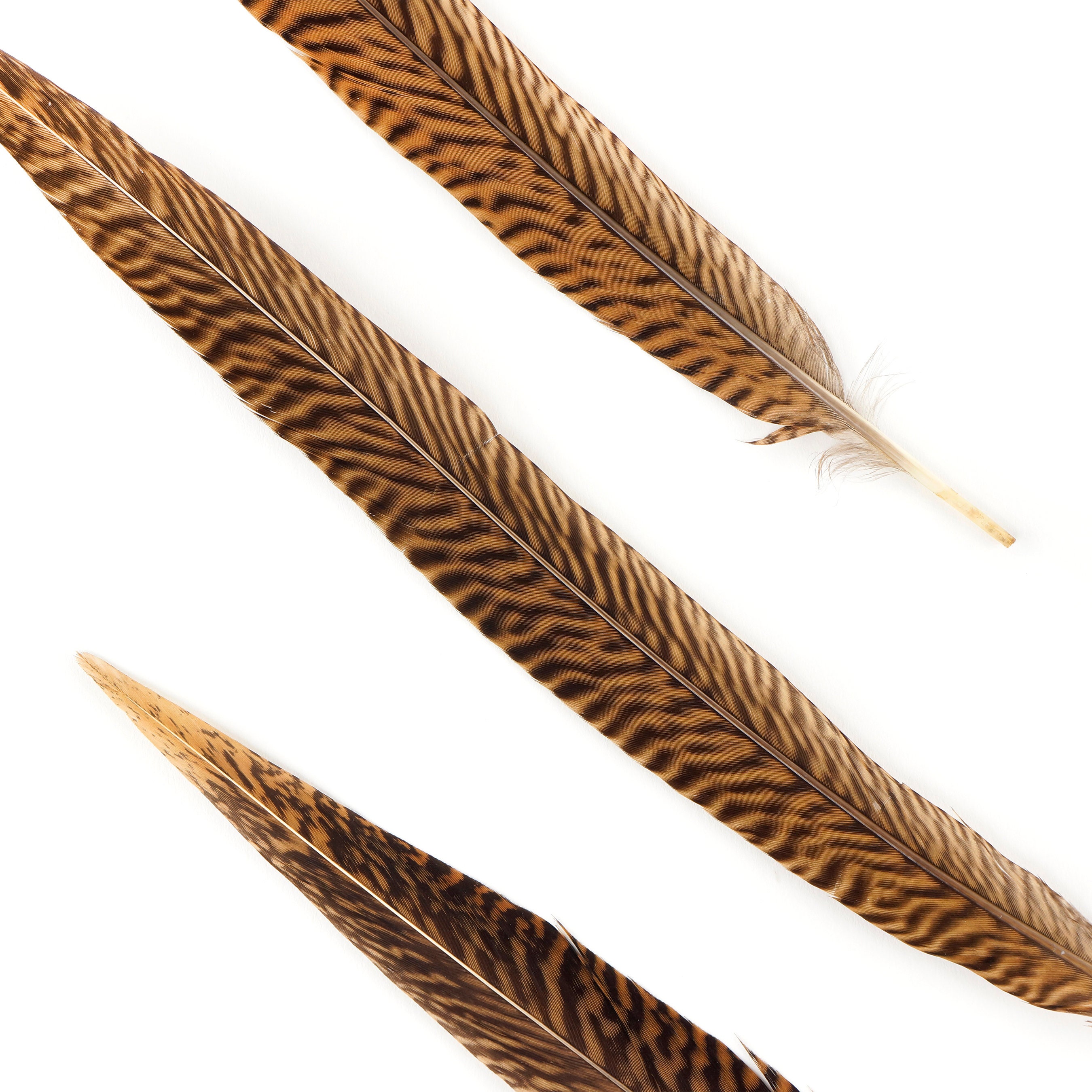 Pheasant Feathers, Natural Almond Pheasant Plumage, Loose Short Natural  Feathers for DIY Jewelry, Crafting & Fly Tying ZUCKER® 